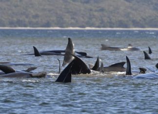 At least 90 pilot whales dead and around 180 stranded in Tasmania's Macquarie Harbour in Australia