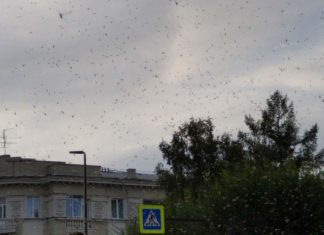 A gigantic swarm of insects is currently invading a Siberian city