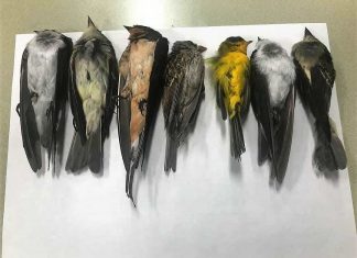 new mexico dead birds, bird death new mexico, thousands of birds die in New Mexico, why are birds dying in New Mexico