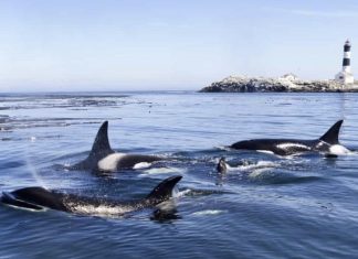 orcas attack boats gibraltar