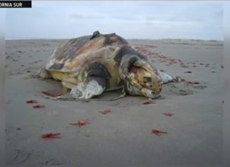 turtle and sea lion deaths mexico