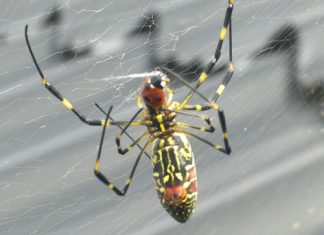 Giant Joro spider invades the US