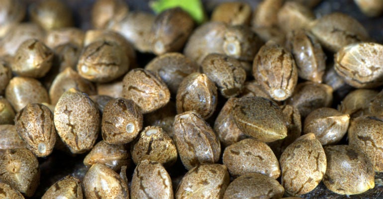 best strains of cannabis seeds for growing, best cannabis strain seeds