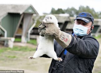 Denmark begins culling 2½ MILLION minks after coronavirus was found on 63 fur farms