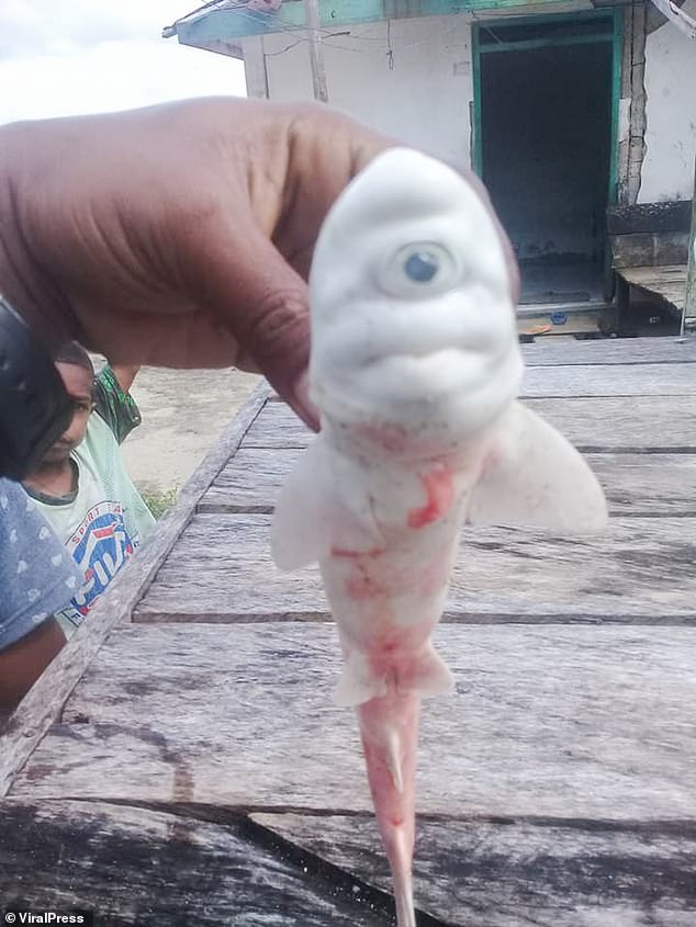 cyclops baby albino shark, cyclops baby albino shark indonesia, cyclops baby albino shark pictures, cyclops baby albino shark discovered in the belly of an adult shark in Indonesia