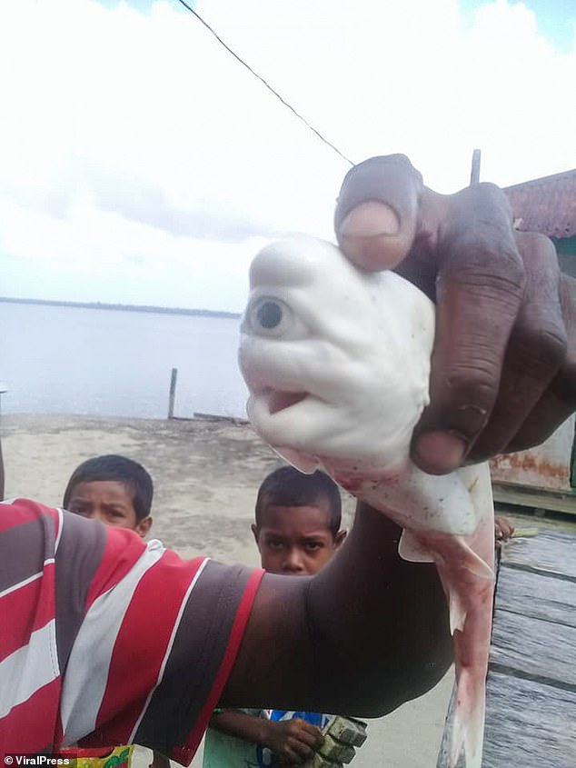 cyclops baby albino shark, cyclops baby albino shark indonesia, cyclops baby albino shark pictures, cyclops baby albino shark discovered in the belly of an adult shark in Indonesia