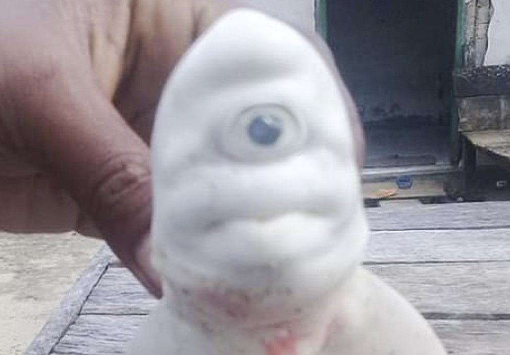 Just a cyclops baby albino shark in pictures - Strange Sounds