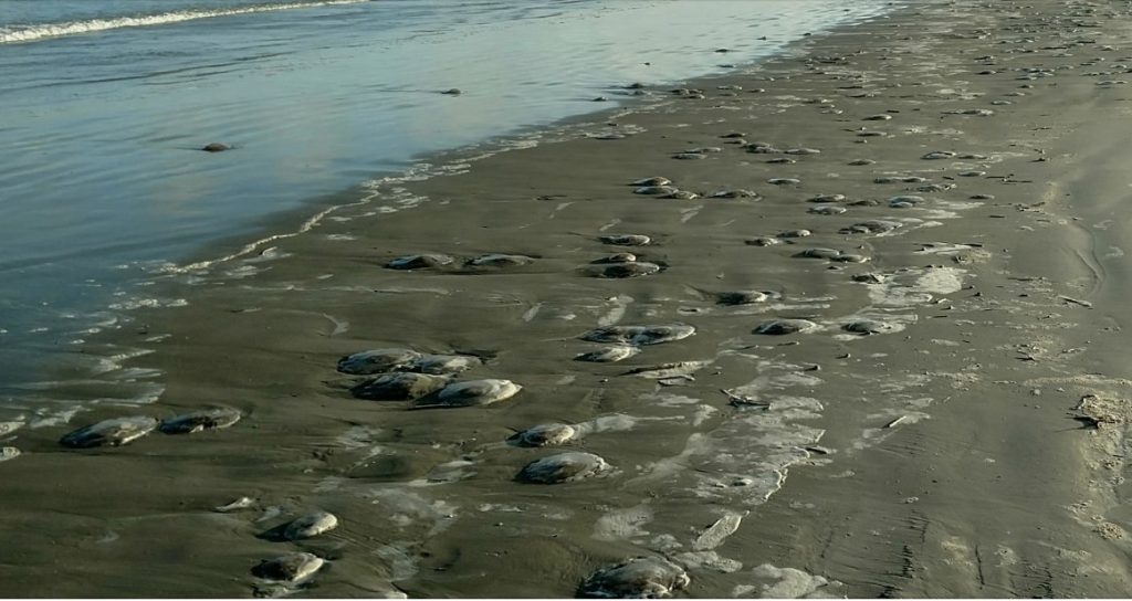 thousands of jellyfish dead on Texas beach, thousands of jellyfish dead on Texas beach picture