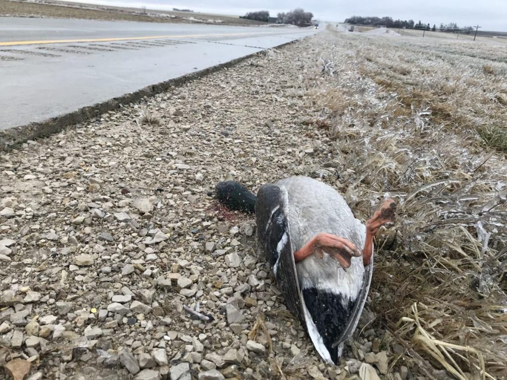 Hundreds of migrating waterfowl die in northwest Iowa after mistaking wet roads for wetland marsches, Hundreds of migrating waterfowl die in northwest Iowa after mistaking wet roads for wetland marsches video, Hundreds of migrating waterfowl die in northwest Iowa after mistaking wet roads for wetland marsches pictures