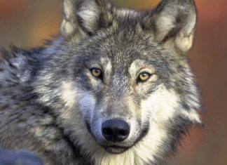 Colorado reintroduces gray wolf