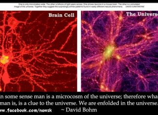 The human brain looks like the Universe, universe similar to brain, human brain universe similarity
