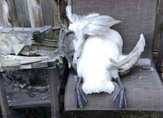 Brutal hailstorm kills swans in Utah in videos, dead swans utah, dead swans utah videos, dead swans utah hail, dead swans utah storm