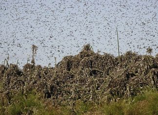 Locust plague invades Southern Africa, Locust plague invades Southern Africa video, Locust plague invades Southern Africa november 2020