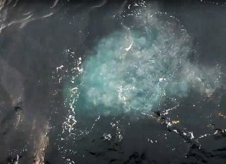 methane craters and seeps arctic, methane craters and seeps arctic video, methane craters and seeps arctic picture, Bubbling methane craters and huge seeps found at the bottom of Arctic seas may be the next timebombs