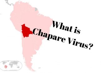 The recently-discovered Chapare virus causes a fever, vomiting and internal bleeding have found that it can be spread from person to person.