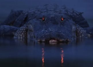 Why do alligator eyes glow red in the dark, alligator eyes glow red at night, alligator eyes red night