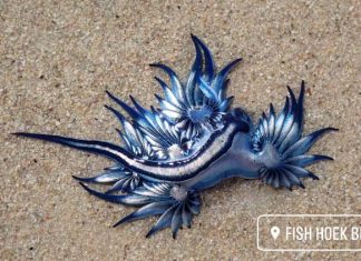 blue sea dragon, blue sea dragon video,20 blue sea dragons strand on beach in Cape Town