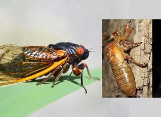 cicada brood x, cicada brood x 2021, cicada brood x may 2021, cicada brood x usa