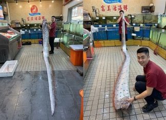 Huge oarfish caught off Taiwan just before two earthquakes