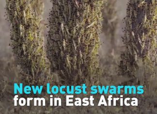 Second wave of biblical locust swarms hit East Africa, Second wave of biblical locust swarms hit East Africa december 2020, Second wave of biblical locust swarms hit East Africa video, Second wave of biblical locust swarms hit East Africa pictures
