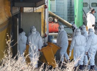 South Korea bird flu outbreaks