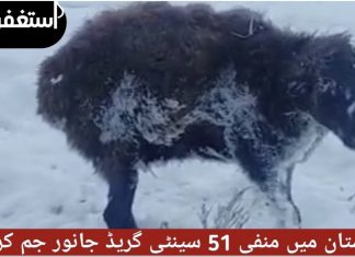 animals in kazakhstan freeze to death, animals in kazakhstan freeze to death video, animals in kazakhstan freeze to death pictures