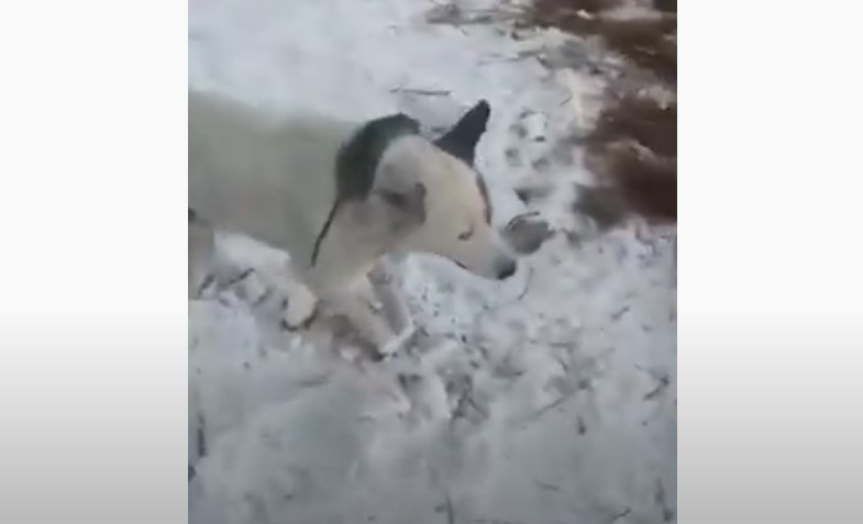 dog frozen to death kazakhstan, animals in kazakhstan freeze to death, animals in kazakhstan freeze to death video, animals in kazakhstan freeze to death pictures