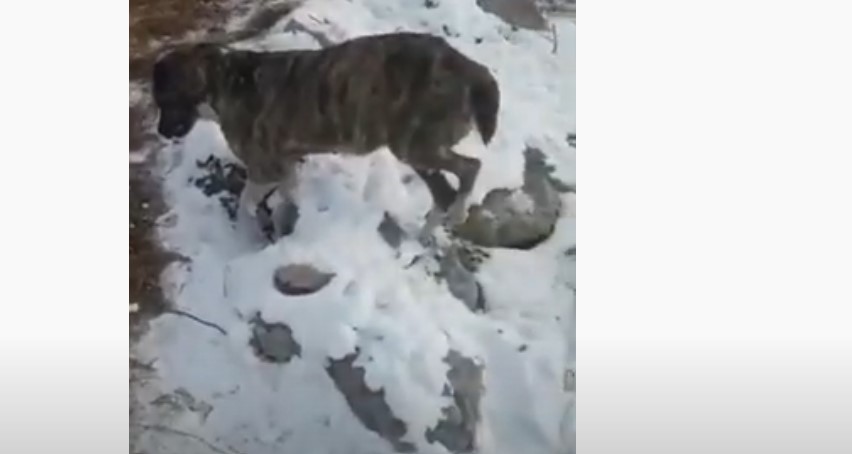 dog frozen to death kazakhstan, animals in kazakhstan freeze to death, animals in kazakhstan freeze to death video, animals in kazakhstan freeze to death pictures