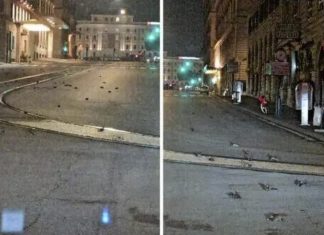 hundreds of birds fall from the sky in Rome Italy, hundreds of birds fall from the sky in Rome Italy 2021, hundreds of birds fall from the sky in Rome Italy january 2021, hundreds of birds fall from the sky in Rome Italy video