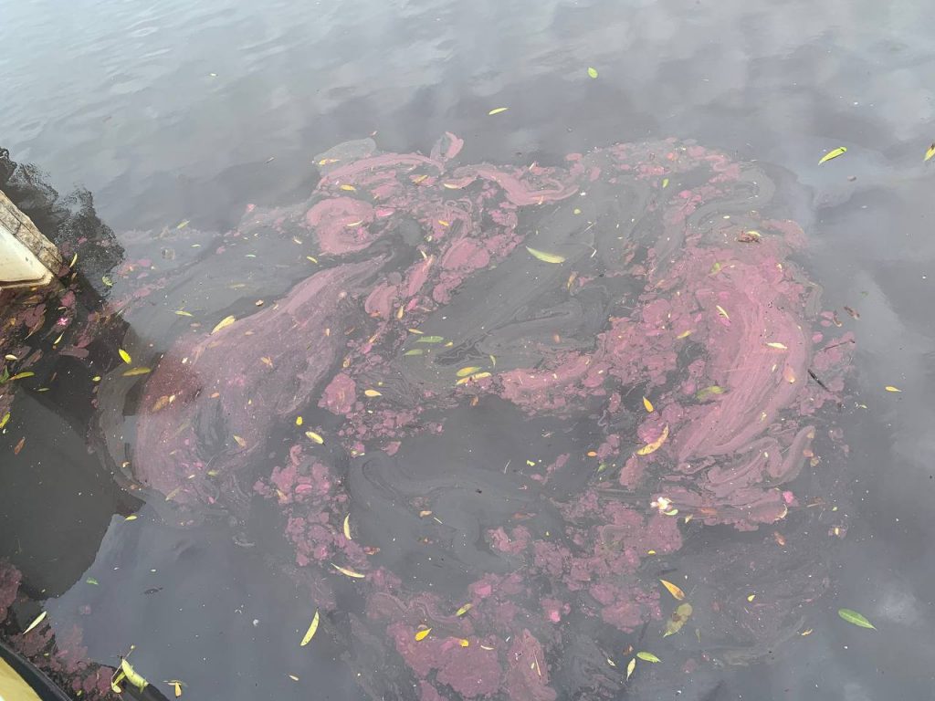 singapore water turns pink, singapore water turns pink video, singapore water turns pink january 2021, Waters in a canal at Sentosa Cove, Singapore turned bright pink emitting a foul sewage-like smell