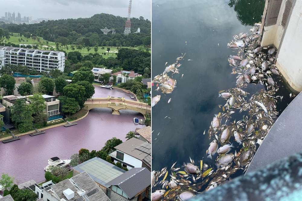 singapore water turns pink, singapore water turns pink video, singapore water turns pink january 2021, Waters in a canal at Sentosa Cove, Singapore turned bright pink emitting a foul sewage-like smell