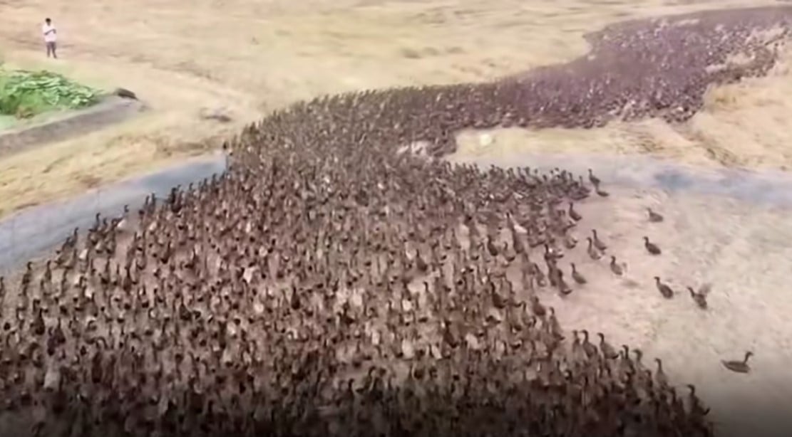 This army of 10,000 ducks is on the hunt in video Strange Sounds