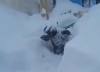 Animals buried in meters of snow from Russia, Animals buried in meters of snow from Russia video, Animals buried in meters of snow from Russia pictures, Animals buried in meters of snow from Russia february 2021