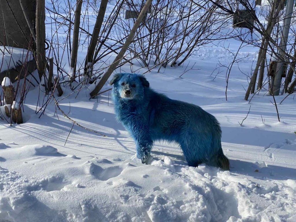 blue dogs in Russia, pictures blue dogs in Russia, Strange blue dogs in Russia