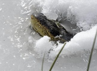 Meanwhile, these alligators survived the cold snap in SE Oklahoma by freezing themselves in place with their noses above the ice to breathe.