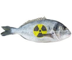 radioactive fish fukushima cesium, fukushima radioactive fish, fukushima radioactive fish cesium, A black rockfish caught near Fukushima by fishermen had caesium levels five times above the government’s permitted levels