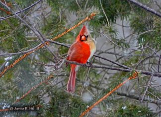 cardinal, cardinal half male half female, half male half female cardina pennsylvania