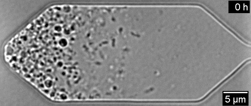Scientists built a perfectly self-replicating synthetic cell