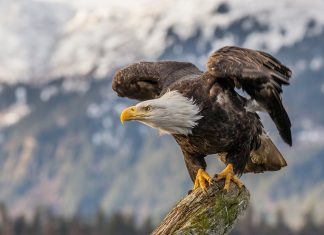american bald eagle populations soar in USA