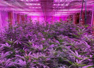 Common mistakes to avoid when growing cannabis plants, avoid mistakes when growing cannabis