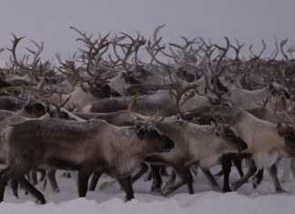reindeer starvation russia