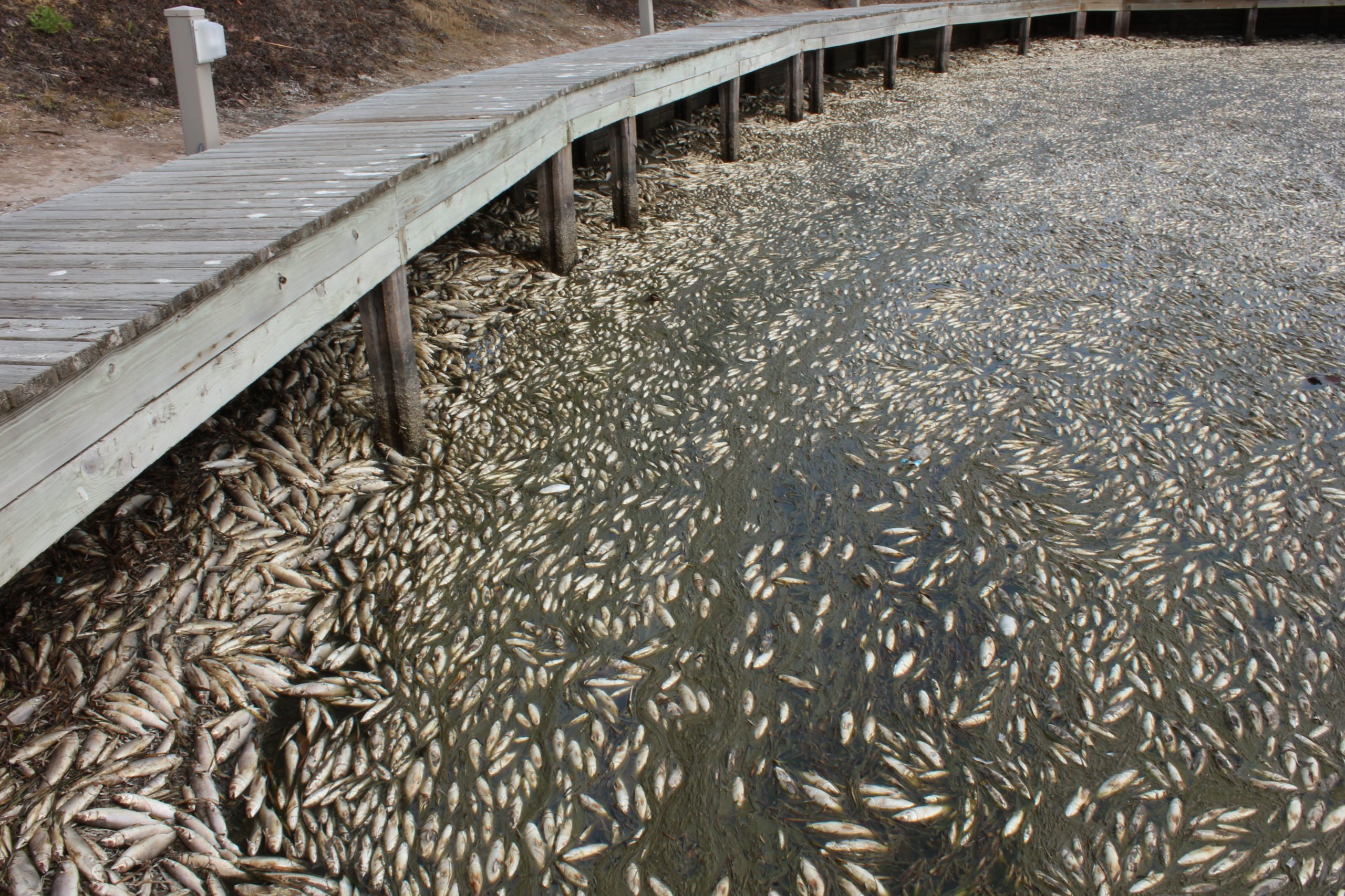 At least 3.8 million fish killed during Texas winter