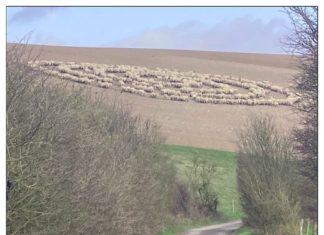 Mystery over sheep standing in concentric circles, sheep circle, sheep circle phenomenon
