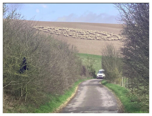 Mystery over sheep standing in concentric circles, sheep circle, sheep circle phenomenon