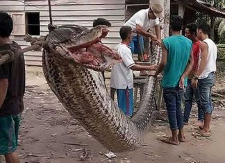 Monster snake eats woman in Indonesia