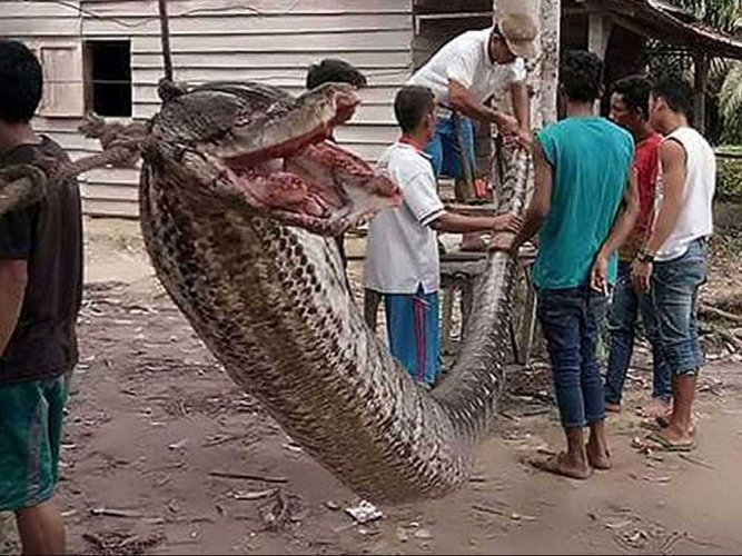 Monster snake eats woman in Indonesia