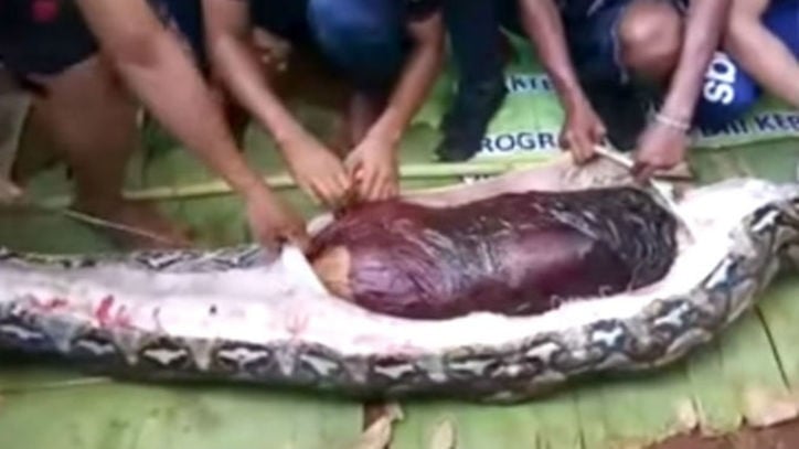 giant snake eats woman alive