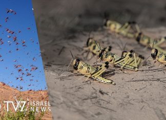 israel locust plague, israel locust plague video, israel locust plague photo, Plague of locusts hit Israel