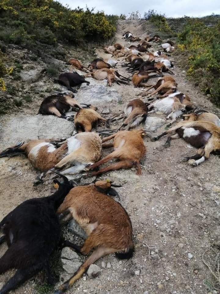 68 goats were killed by a lightning in Portugal on April 9 2021, 68 goats were killed by a lightning in Portugal on April 9 2021 photo, 68 goats were killed by a lightning in Portugal on April 9 2021 pictures, 68 goats were killed by a lightning in Portugal on April 9 2021 video