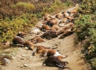 68 goats were killed by a lightning in Portugal on April 9 2021, 68 goats were killed by a lightning in Portugal on April 9 2021 photo, 68 goats were killed by a lightning in Portugal on April 9 2021 pictures, 68 goats were killed by a lightning in Portugal on April 9 2021 video